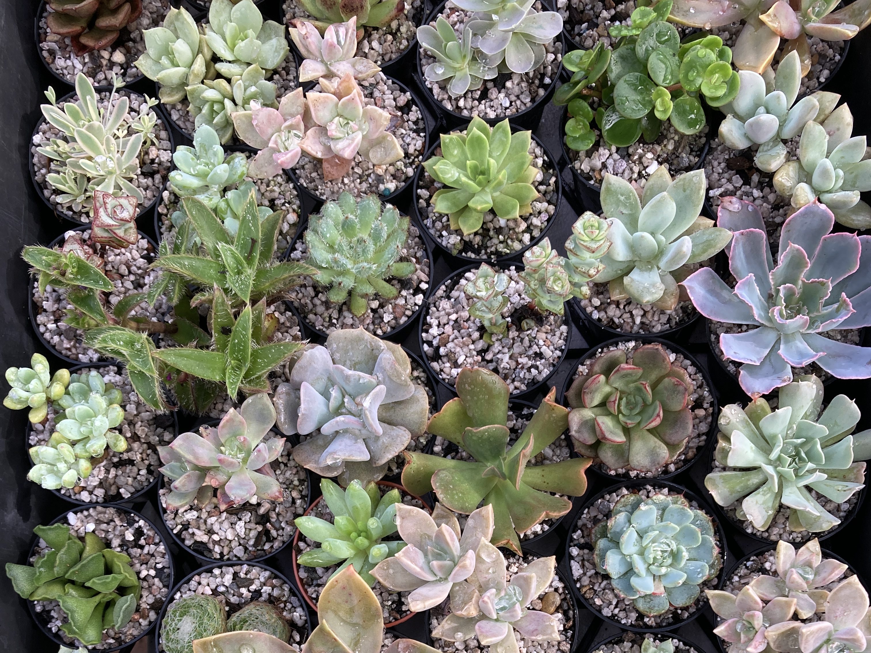 Mini succulents in 60mm plastic pots