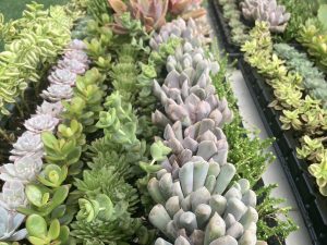 mini wholesale succulents